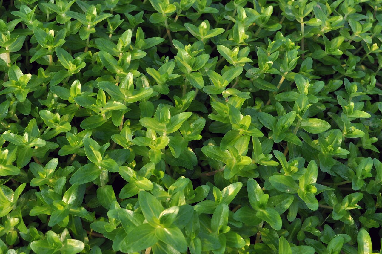 Frische, grüne Pflanzen mit saftigen, ovalen Blättern, glänzend u. gesund. Ideal für Gartenliebhaber o. als Küchenzutat.