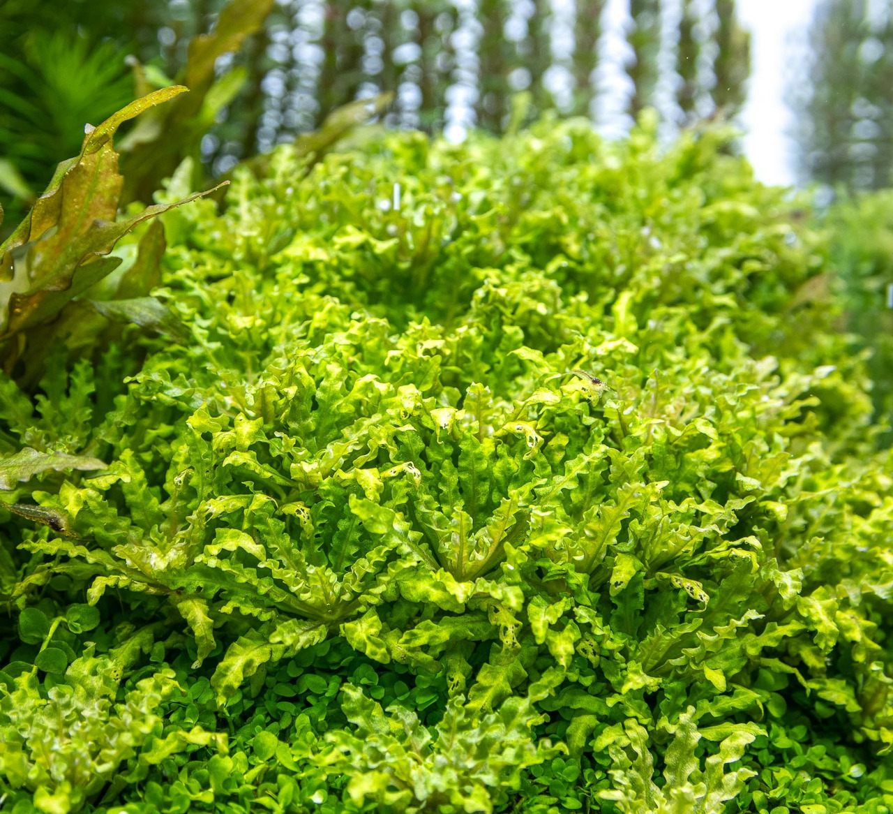 Microsorum pteropus 'Windeløv', Aquarienpflanze, ideal f. Fische, leuchtend grüne Blätter, Versteckmglk., dekorativ.