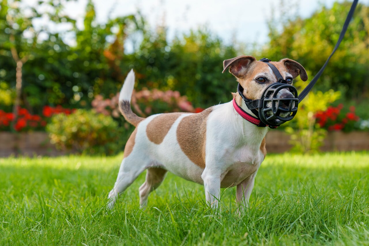 Baskerville Maulkorb, schwarz, für Hunde, sicher & komfortabel, ideal für kleine Hunde wie Jack Russell Terrier.