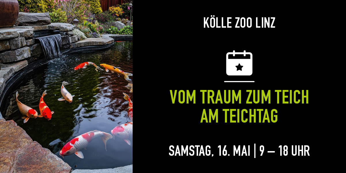 Koi schwimmen in einem Teich. Auf der rechten Seite gibt es Infos zum Event.