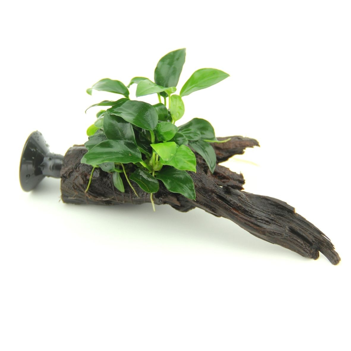 ALOHA Anubias BONSAI Nanowood Sauger