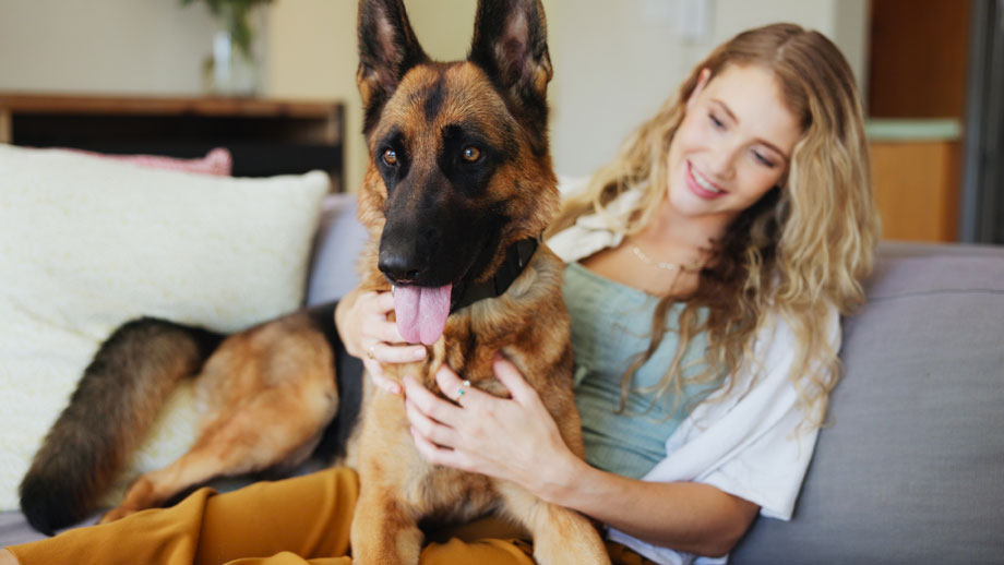 Junger Schaeferhund sitzt auf Schoß einer Frau