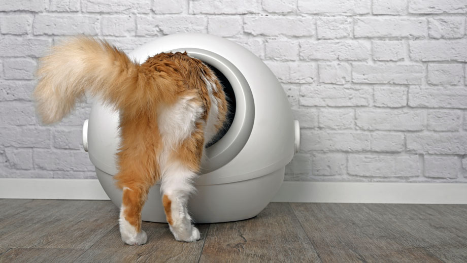 Durchfall bei Katzen