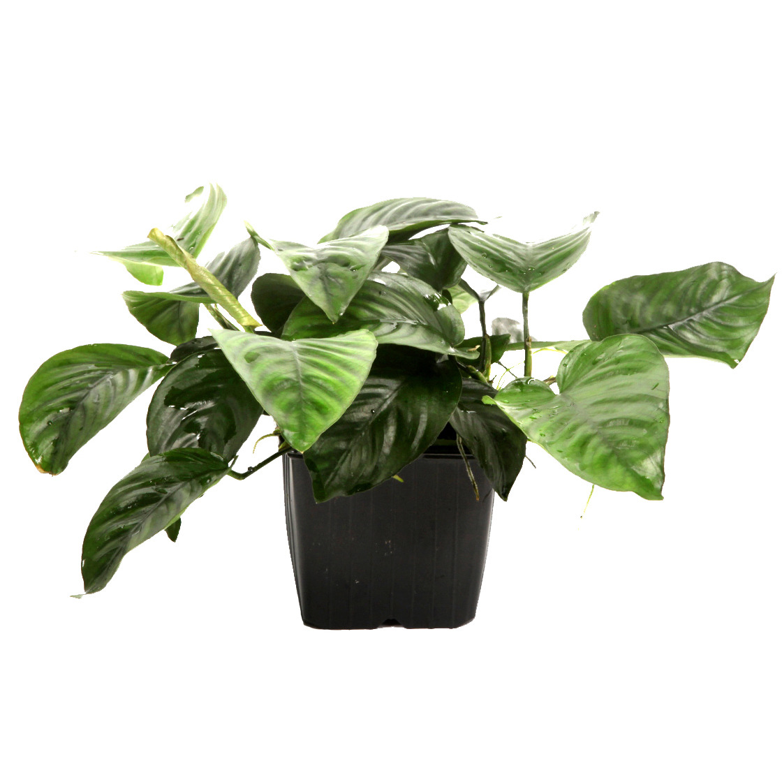 Anubias barteri var. caladiifolia ("1705") XL