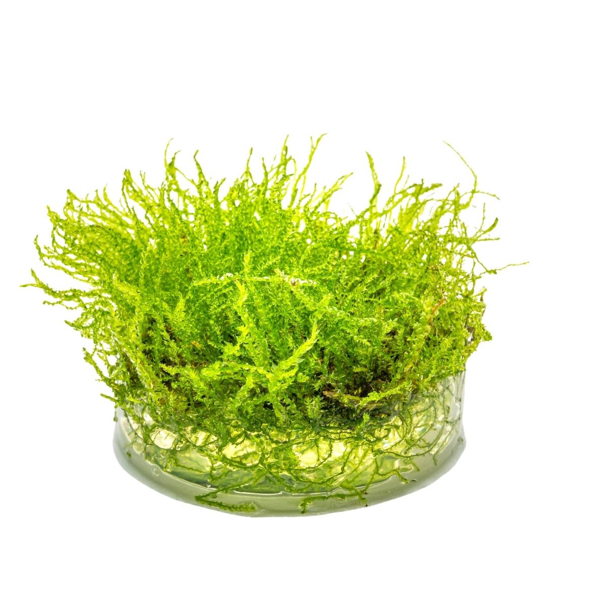 ALOHA Taxiphyllum barbieri Cup C125