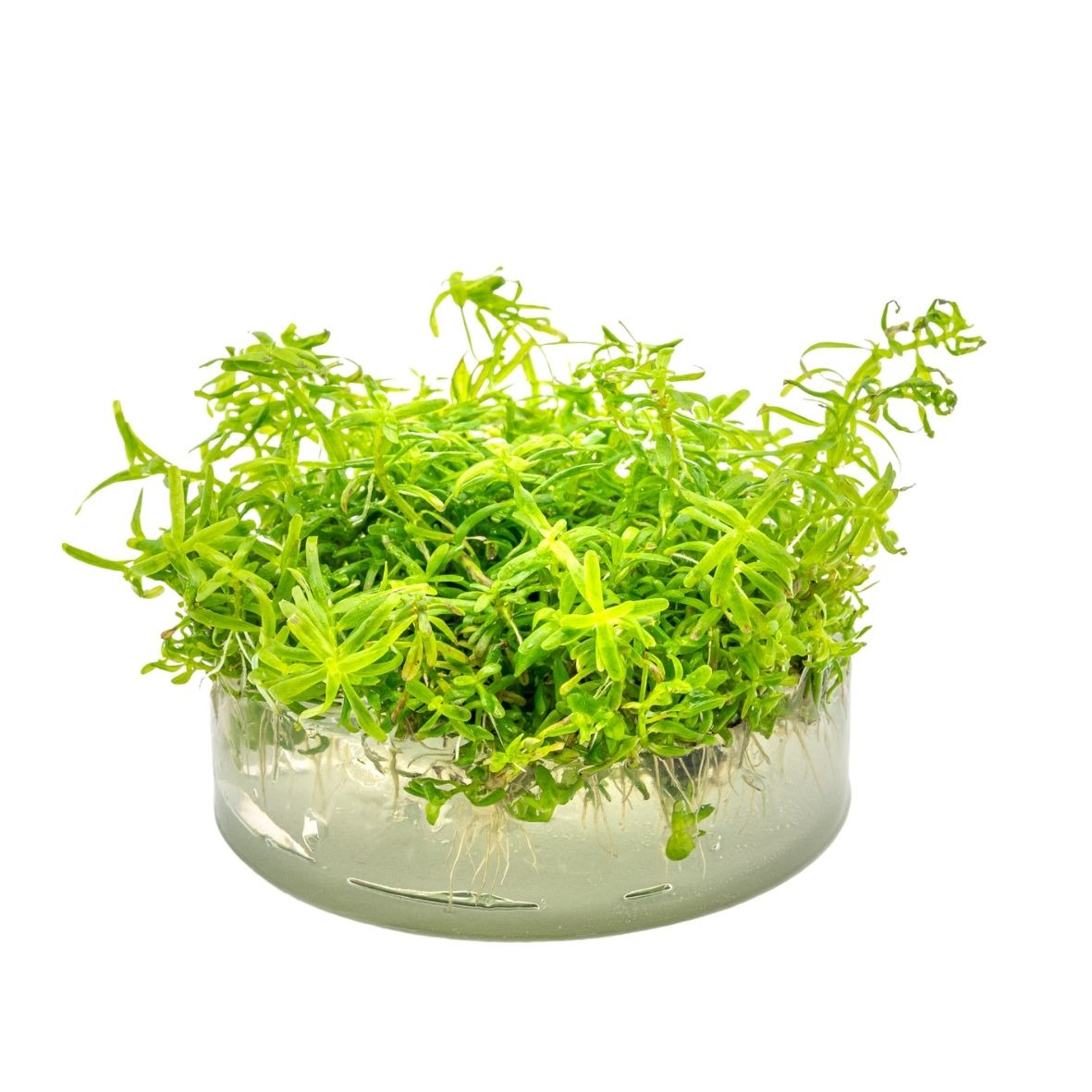 ALOHA Rotala sp. "Wayanad" Cup C122