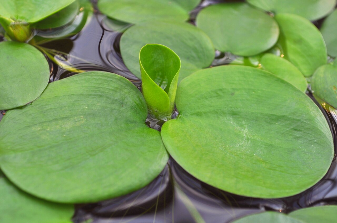 Nahaufnahme grüner Seerosenblätter auf klarem Wasser mit sanften Wellen, oval, glatt, glänzend, junges Blatt entfaltet sich.