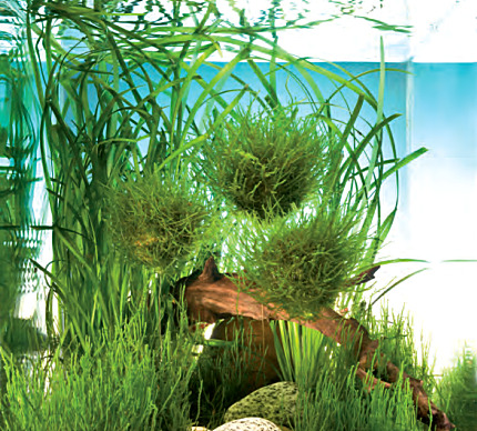 ALOHAs Mooskugeln (3 Stk.) für Aquarien: Natürl. Deko, fördert Wasserqualität, Verstecke für Fische – ideal für Aquarienbesitzer.