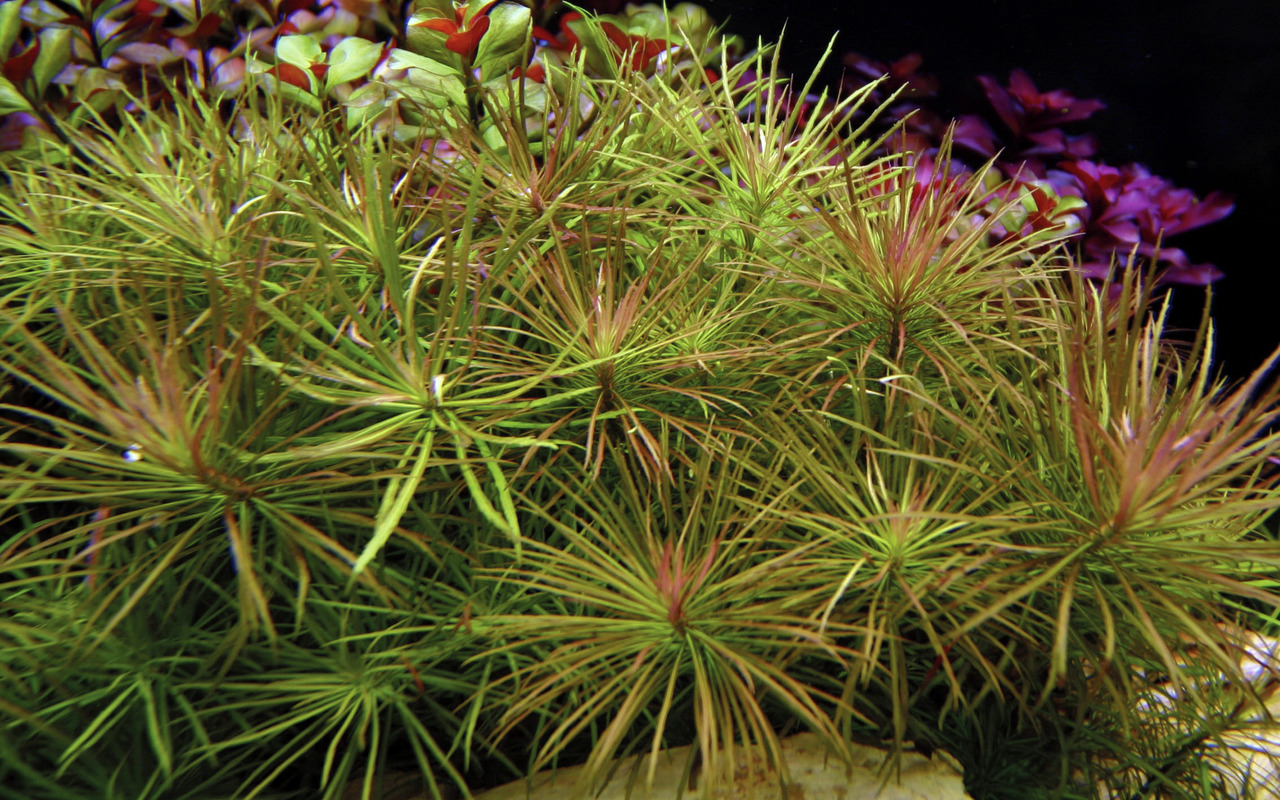 Tropica Rotala wallichii, Wasserpflanze für Süßwasseraquarien, feine Grün-Rot-Blätter, dekorativ, für Aquaristik-Fans, anspruchsvoll.