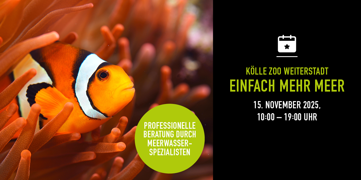 Clownfisch in Anemone, Eventdetails und Vorteile rechts.