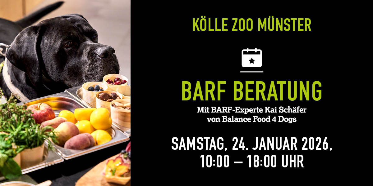 Schwarzer Hund schnuppert an BARF-Probierhäppchen bei Beratungsevent