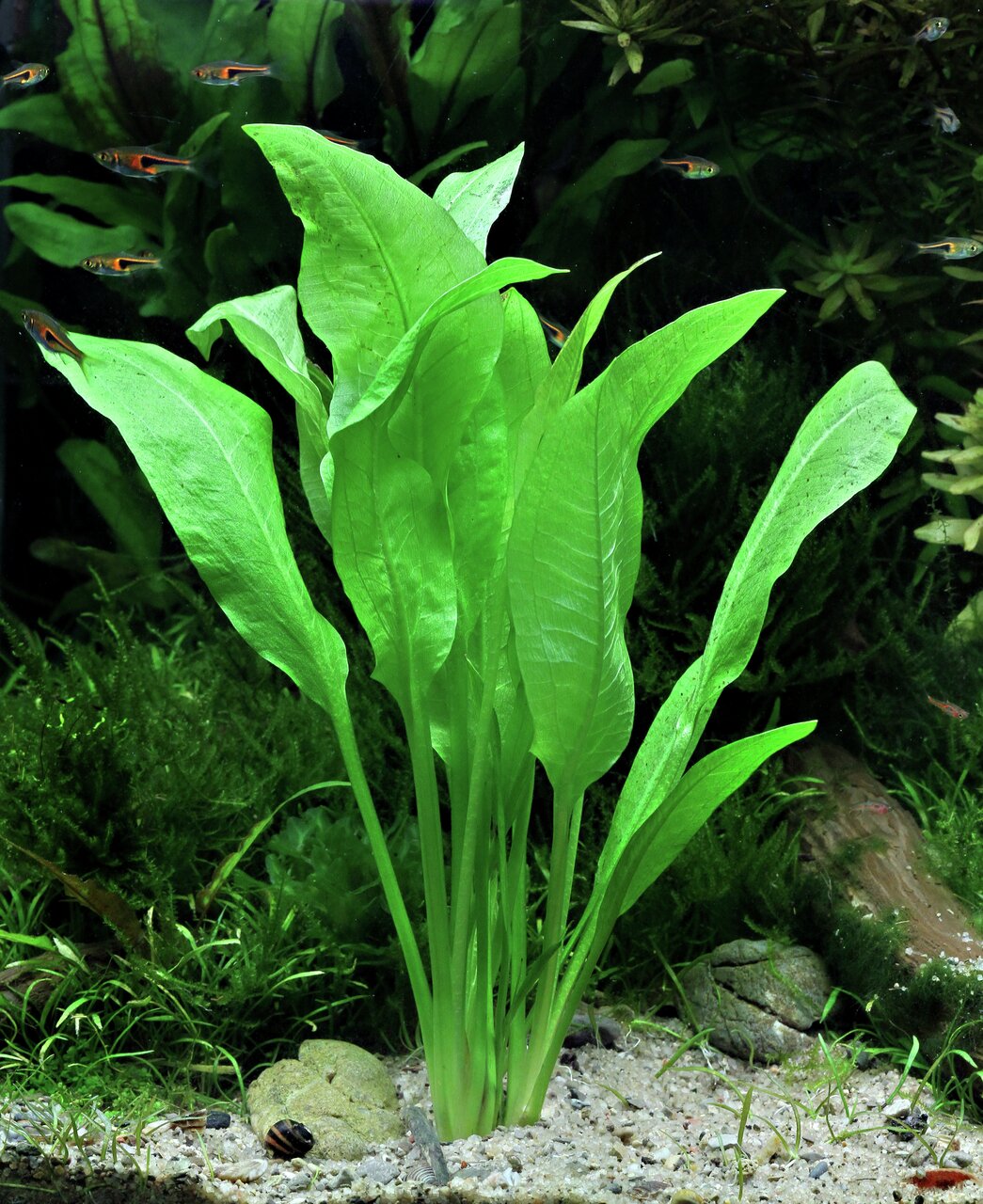 ALOHA Wasserpflanze, Dekoration & Sauerstofflieferant für Süßwasseraquarien, ideal für Aquaristik-Enthusiasten.