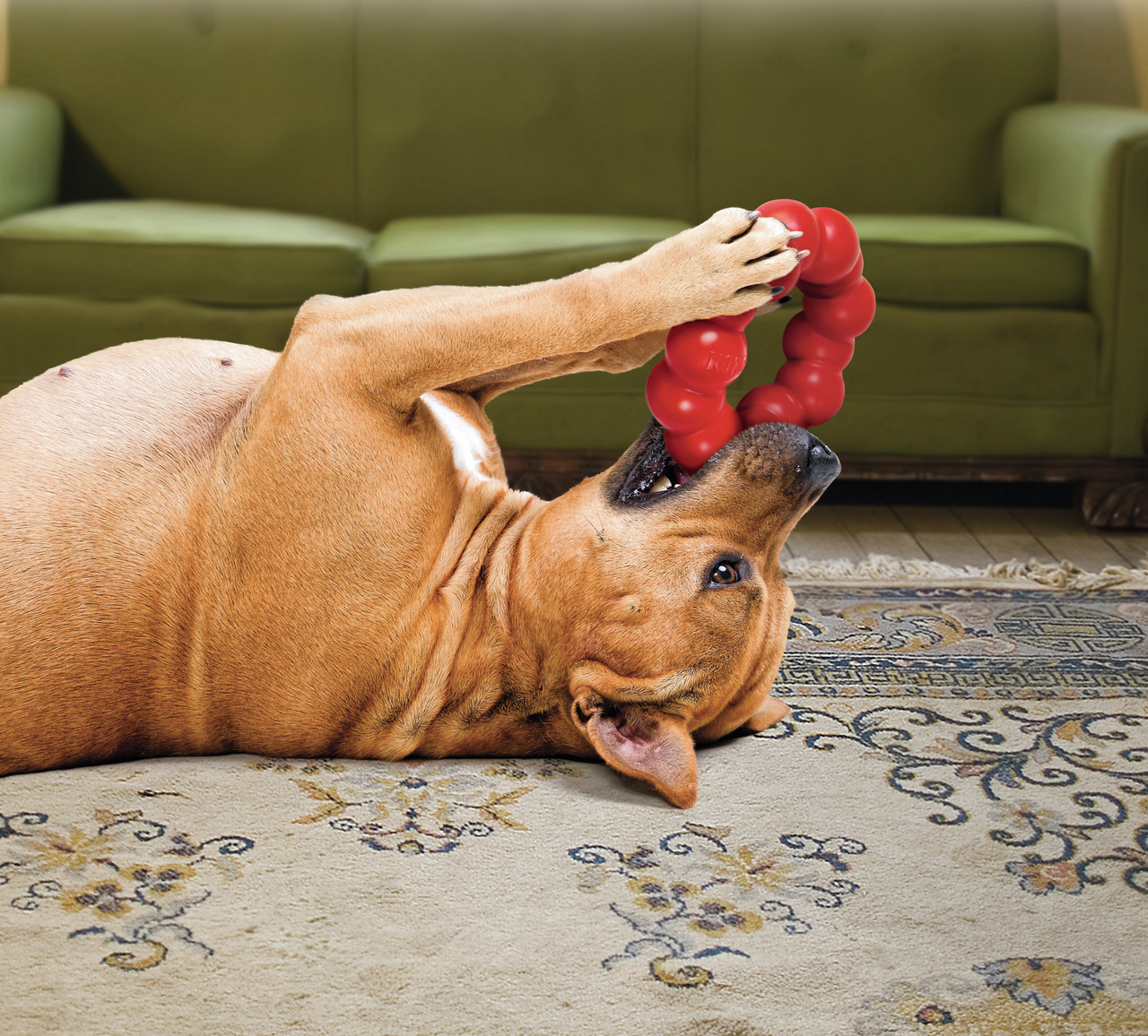 KONG Ring, robustes rotes Kauspielzeug aus Gummi, für Hunde aller Größen, fördert gesunde Kaugewohnheiten.