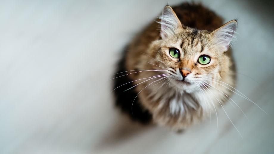 Abkhlung Bei Hitze Fr Katzen Teaser %281%29