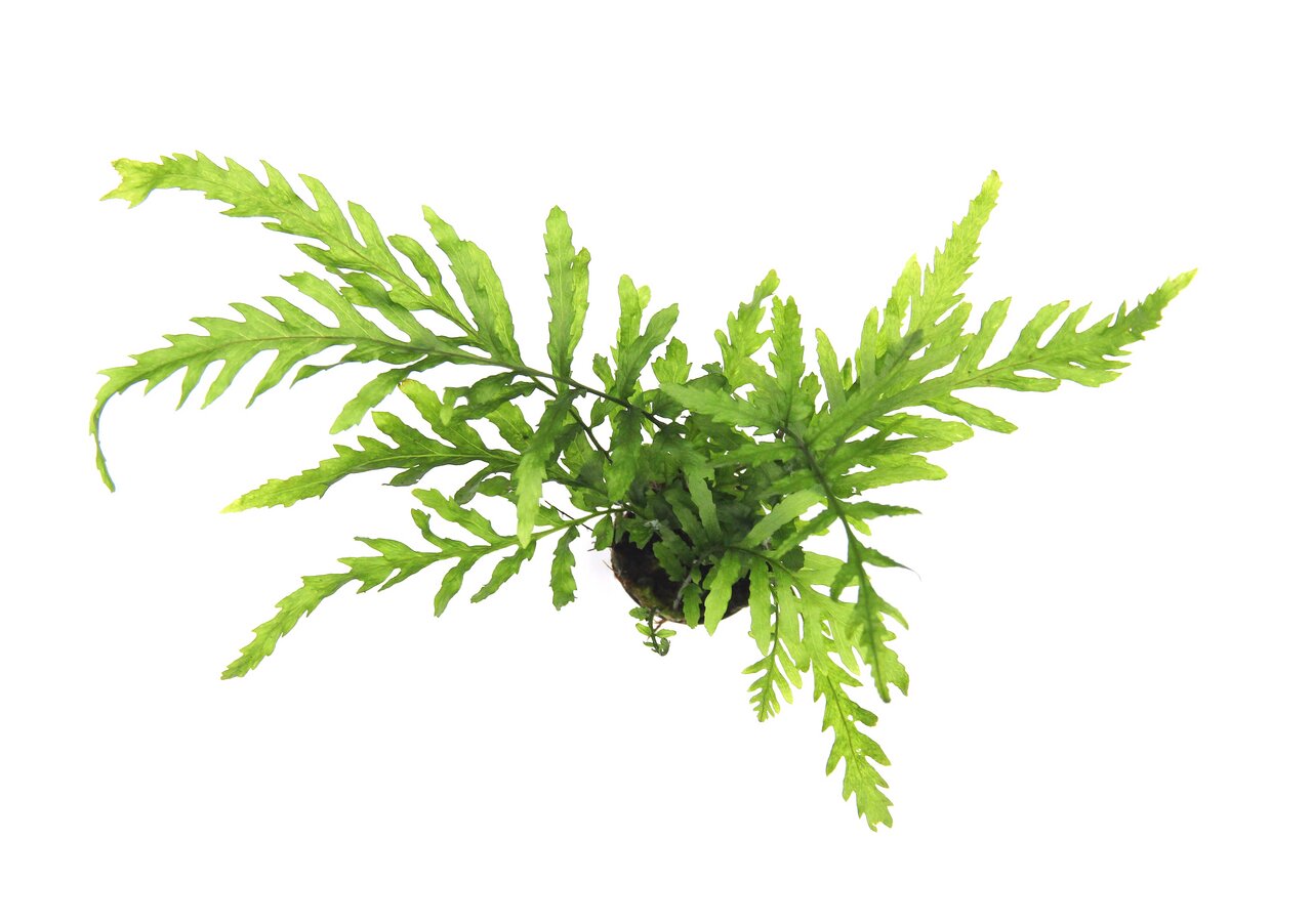Das Bild zeigt eine grüne Wasserpflanze der Marke ALOHA, die speziell für Aquarien geeignet ist. Die Pflanze hat lange, schmale Blätter mit gezackten Rändern und ist in einem kleinen Wurzelballen verankert. Sie dient als dekoratives Element und bietet Fis