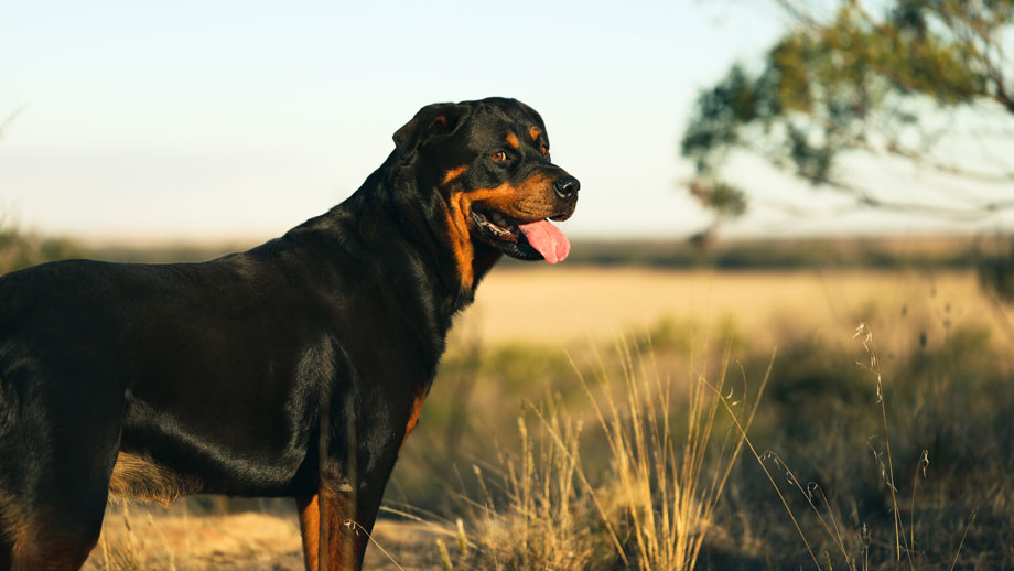 Rottweiler seitlich in der Landschaft