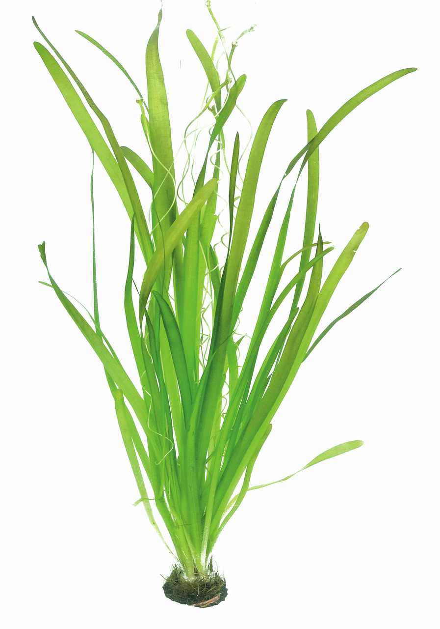 ALOHA Wasserpflanze für Aquarien, lange schmale Blätter, dekorativ, Versteckmöglichkeit für Fische, ideal für Süßwasseraquarien.