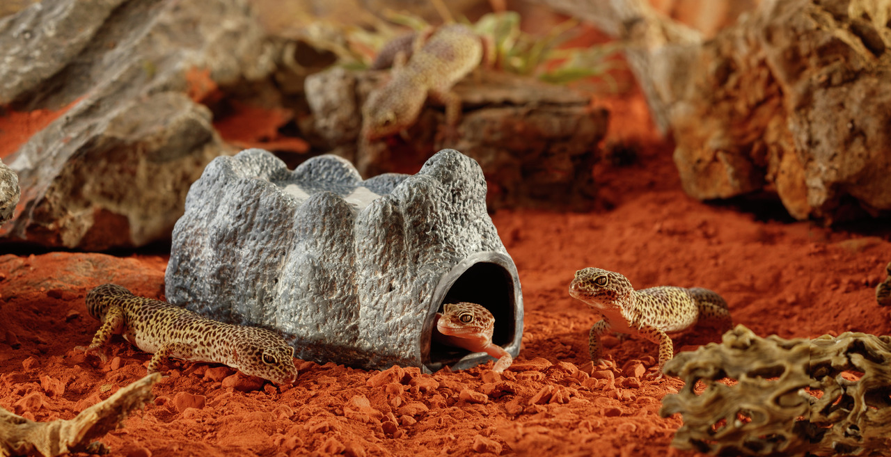 Exo Terra Reptilienversteck, steinähnlich, für Leopardgeckos & kl. Reptilien, grau, nat. Look, ideal fürs Terrarium.