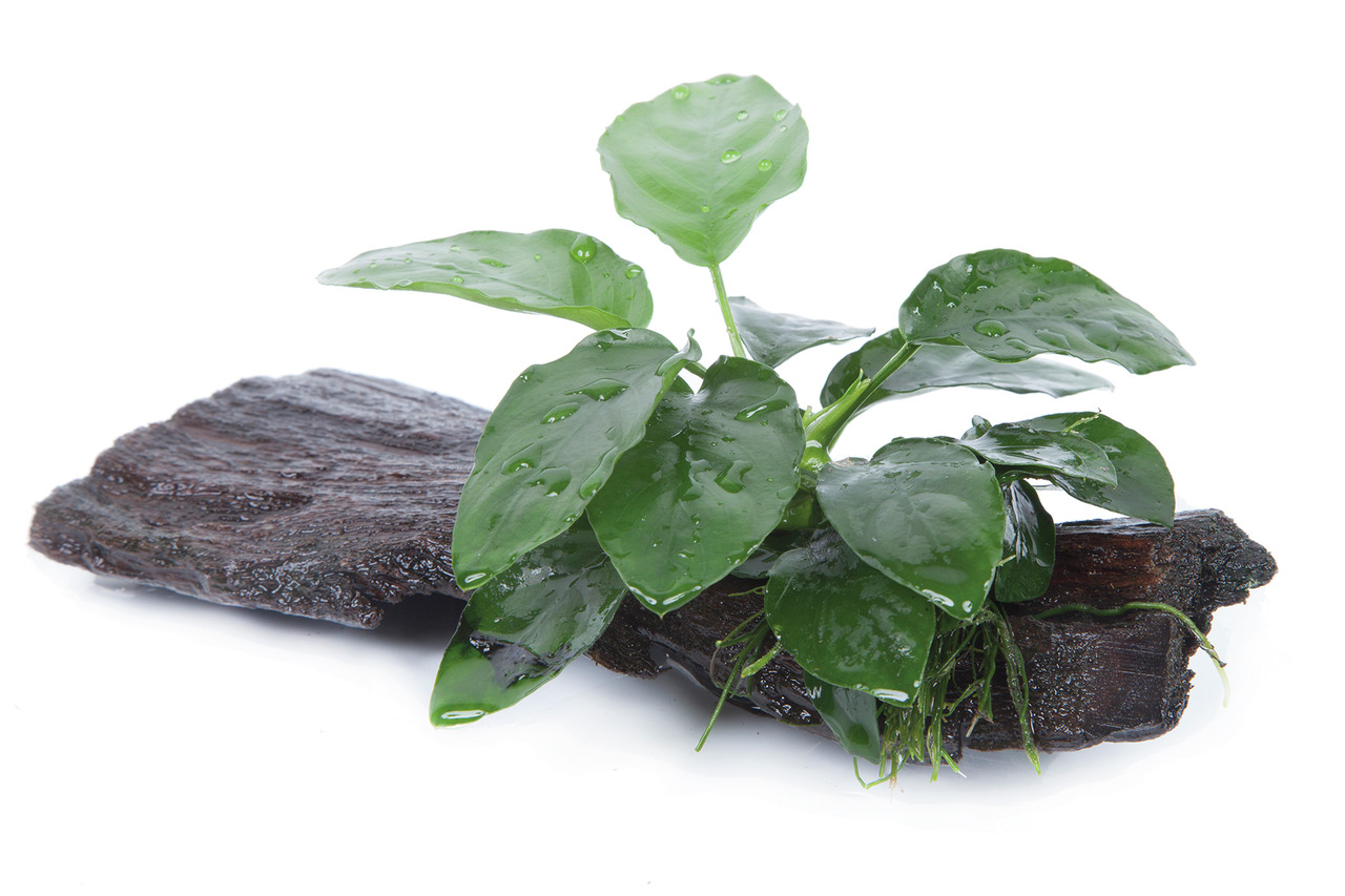 Tropica Anubias barteri var. nana, für Süßwasseraquarien, dunkelgrüne Blätter, ideal für Anfänger & Profis, auf Holz befestigt.