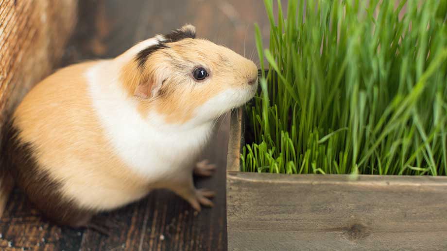 Steckbrief Meerschweinchen