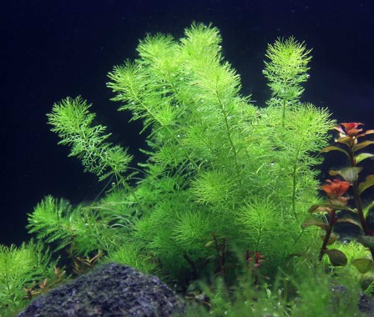Das Bild zeigt die Wasserpflanze Ceratophyllum demersum, auch bekannt als Hornkraut, in einem Aquarium. Die leuchtend grünen, filigranen Blätter der Pflanze erstrecken sich in alle Richtungen und schaffen eine natürliche, lebendige Atmosphäre. Im Hintergr