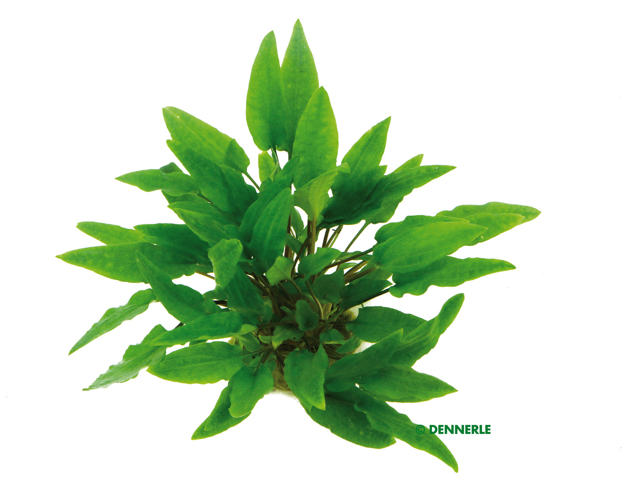 ALOHA Cryptocoryne wendtii GRÜN