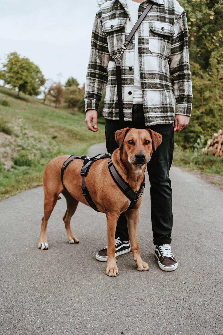 HUNTER-Geschirr für mittelgroße-große Hunde, robust, gepolstert, verstellbar, optimaler Komfort & Sicherheit, ideal für Spaziergänge.