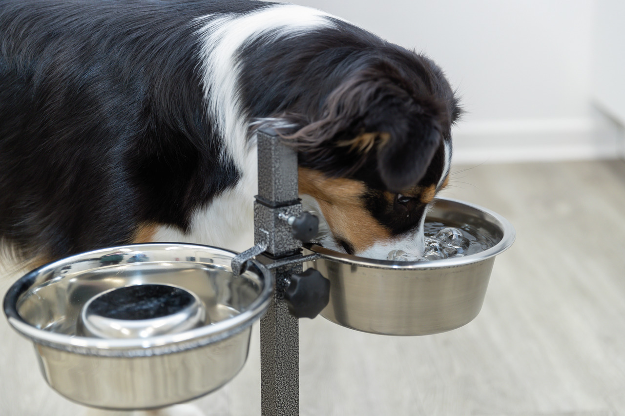 Ein mittelgroßer Hund, vermutlich ein Australian Shepherd, trinkt aus einem erhöhten, verstellbaren Futternapf-Set aus Edelstahl der Marke TRIXIE. Das Produkt ist für Hunde geeignet und fördert eine ergonomische Haltung beim Fressen und Trinken. Zwei Näpf