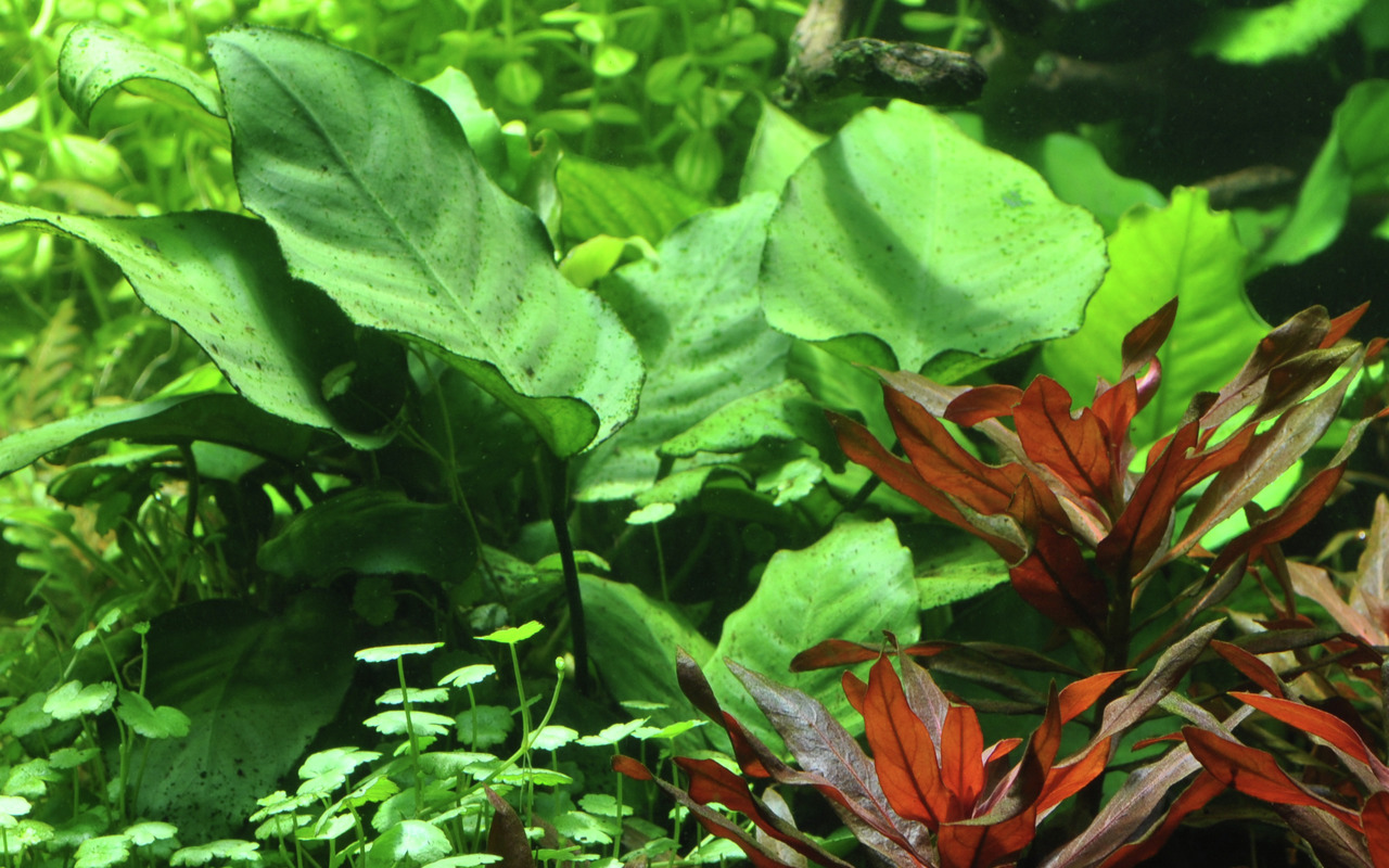 Üppige Unterwasserlandschaft: Alternanthera (rot) & Anubias (grün), gesund, gut beleuchtet im Aquarium arrangiert.