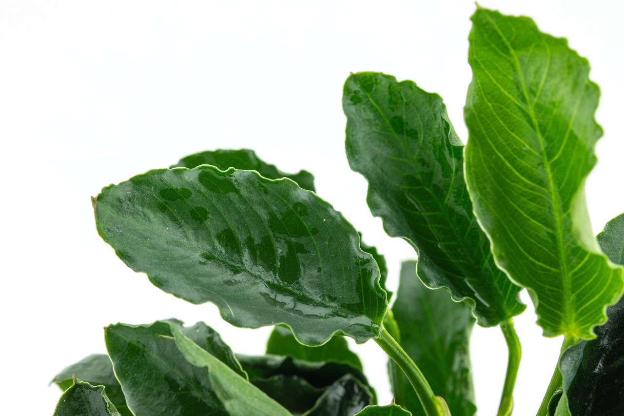 Tropica Anubias barteri var. nana, Pflanze für Süßwasseraquarien, pflegeleicht, langsam wachsend, ideal für Anfänger & Profis.