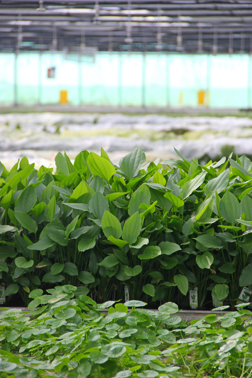 Grüne Pflanzenlandschaft im Gewächshaus: Kleine Wasserpflanzen vorn, große mit breiten, dunkelgrünen Blättern hinten, hell beleuchtet.
