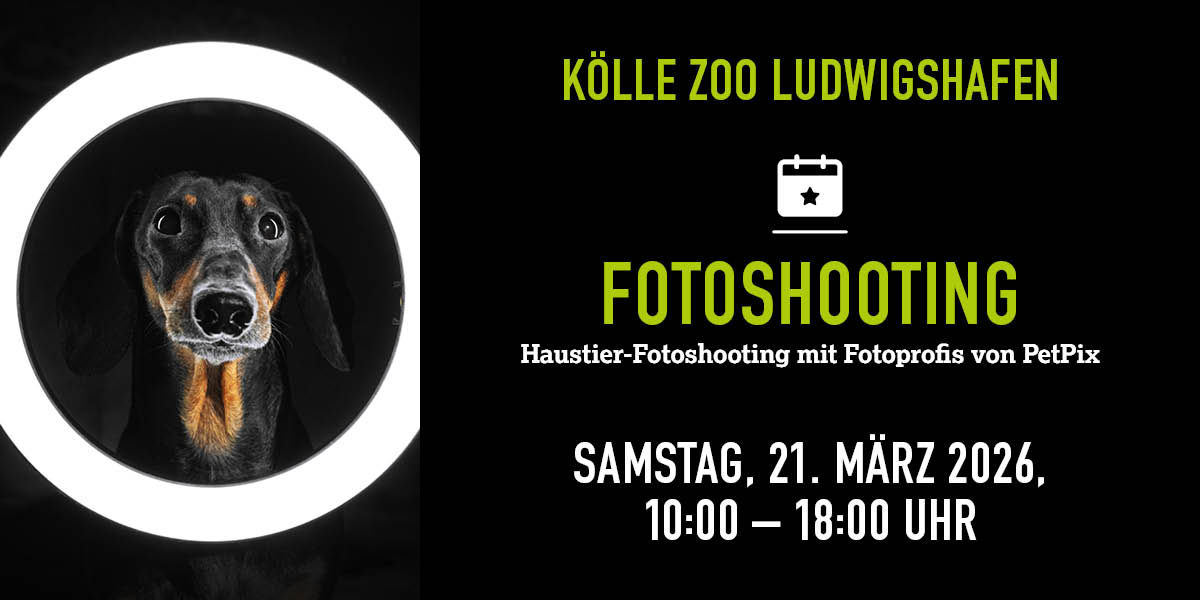 Hund schaut durch runden Lichtring, Infos zu Fotoshooting im Kölle Zoo 