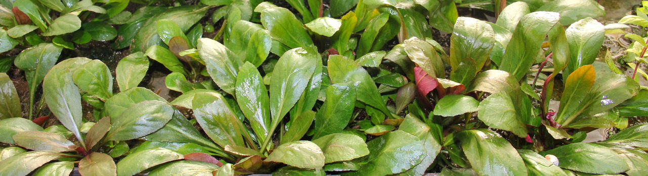 ALOHA Wasserpflanzen, für Aquarien, frisch & gesund, glänzende Blätter, ideal für naturnahe Gestaltung. EAN: 4251127255286.