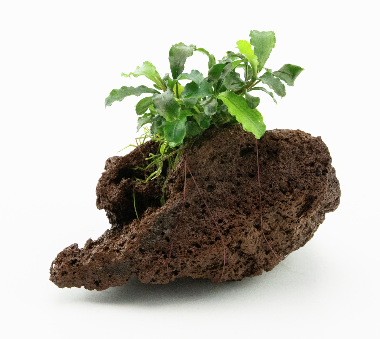 ALOHA Lavastein mit grüner Pflanze, ideal für Aquarienliebhaber. Natürl., ästh. Design, poröser brauner Stein.