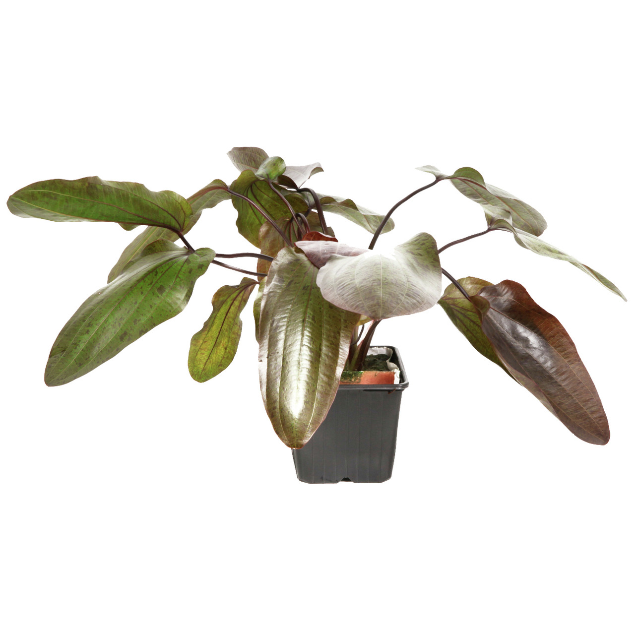 Tropica Echinodorus 'Red Rubin', Aquarienpflanze, grün-rötliche Blätter, ideal für Süßwasseraquarien, im schwarzen Plastiktopf.