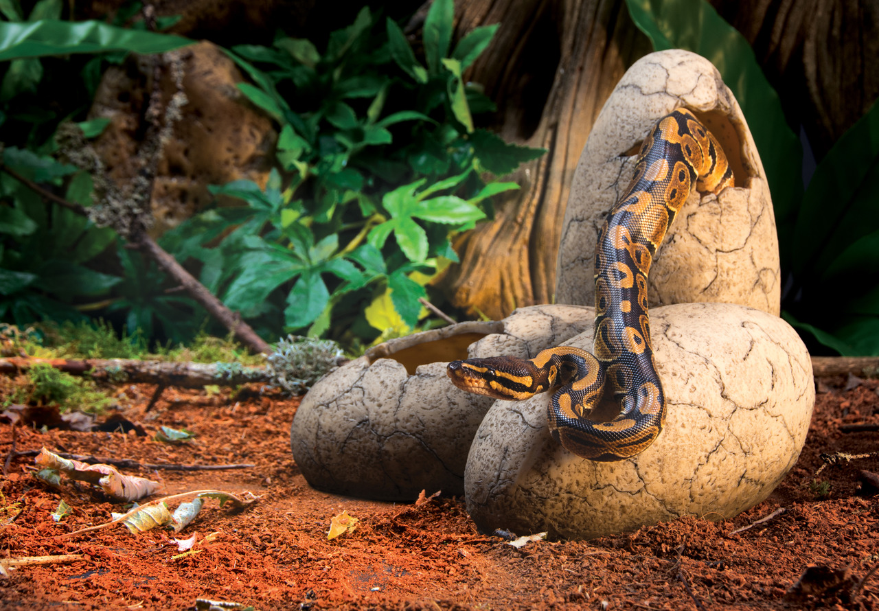 Exo Terra Terrarien-Deko: realistisches Schlangenei mit Python, naturgetreu, für Reptilien, Pflanzen+Erde-Optik.