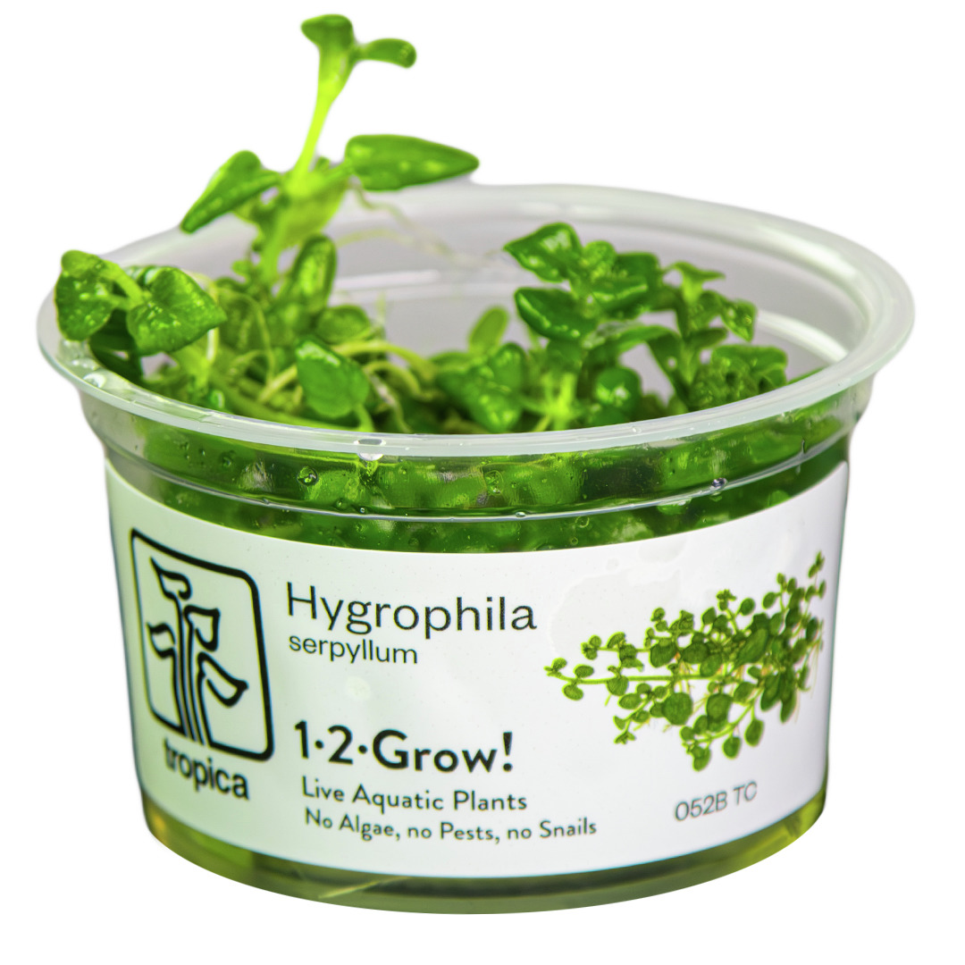 Tropica Hygrophila serpyllum 1·2·Grow! für Aquarienliebhaber, frisch, grün, algen-, schnecken- & schädlingsfrei.