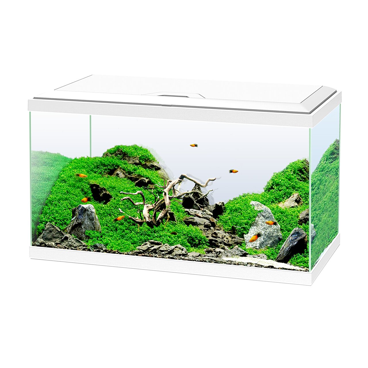 Ciano Aqua 60 Aquarium, weißer Deckel, für Einsteiger, modernes Design, bepflanzt, mit Steinen-Ästen, für Zierfische.