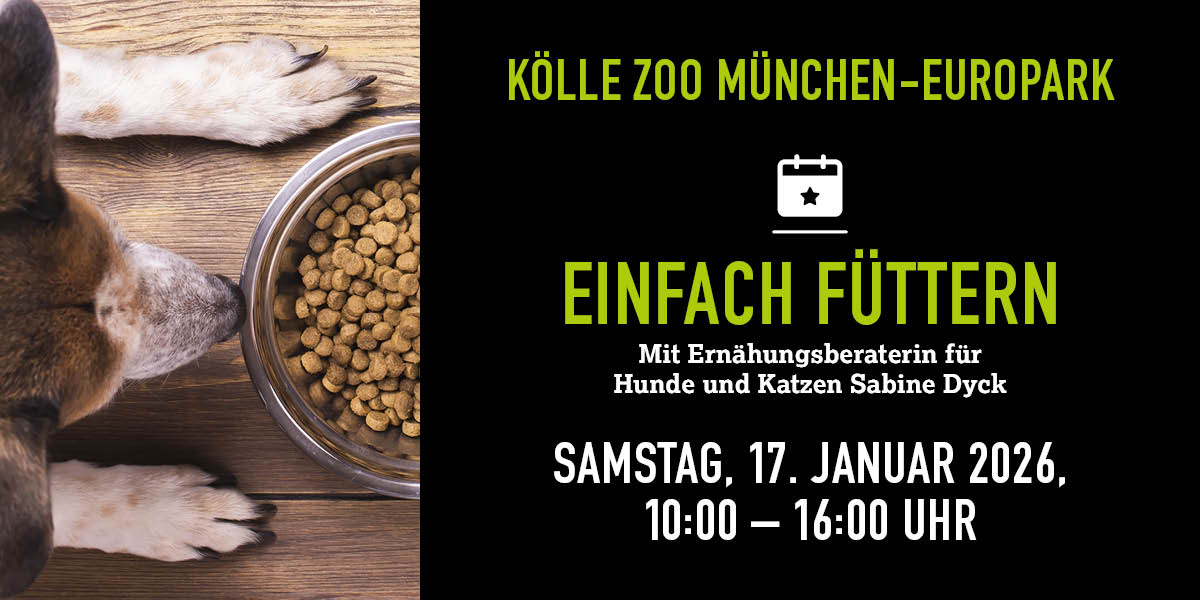 Weiß-braun gefleckter Hund sitzt vor einem vollen Futternapf