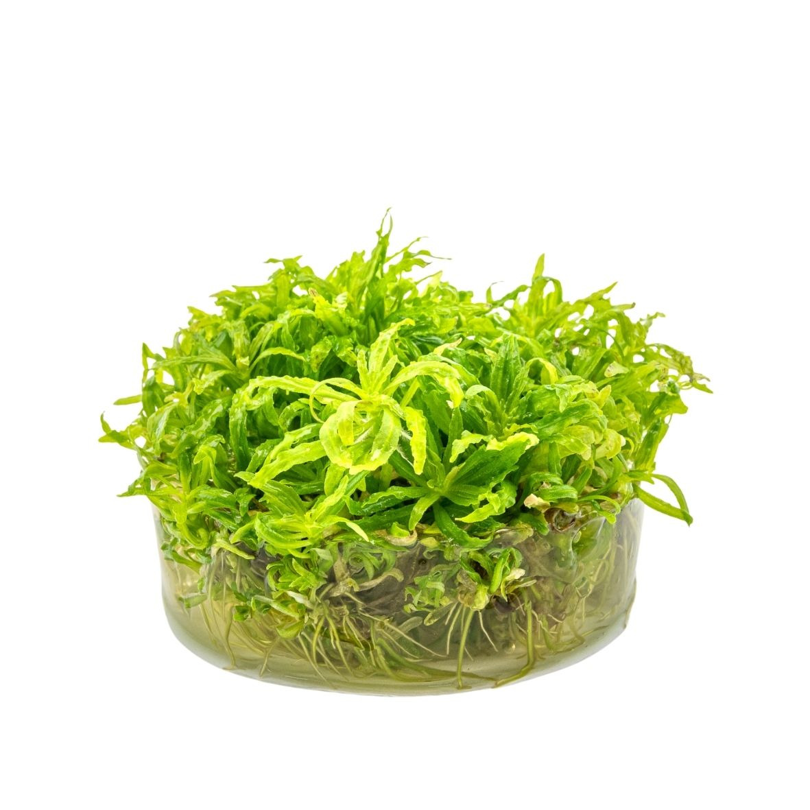 ALOHA Pogostemon helferi Cup C116