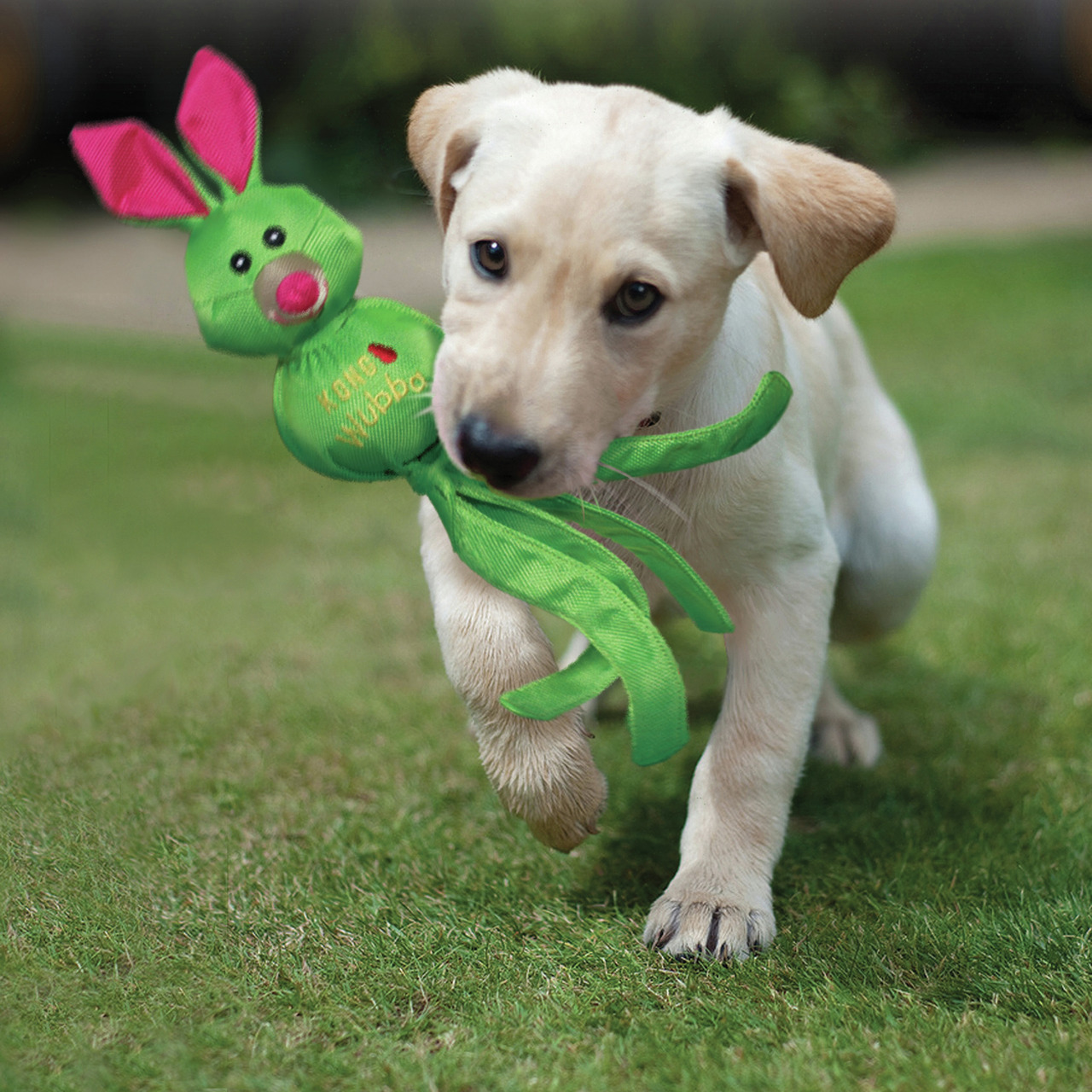 KONG Wubba, robustes Hundespielzeug, für alle Hunde, Hase grün/pink, fördert aktives Spielen, ideal für Zerr- & Wurfspiele.