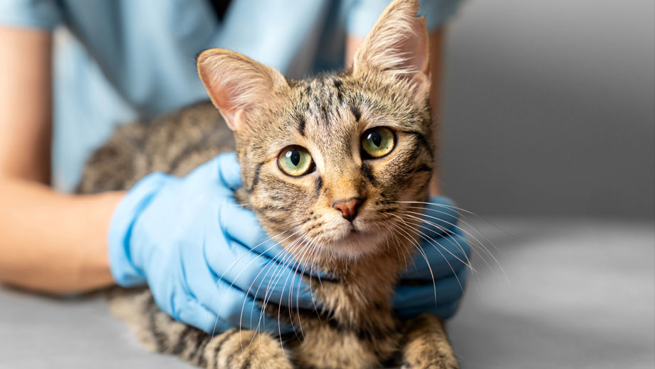 Tierarzt hält getigerte Katze fest, die ihn Kamera schaut.