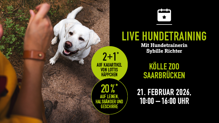 210226 Hundetraining Saarbrcken Mobile 768x432px