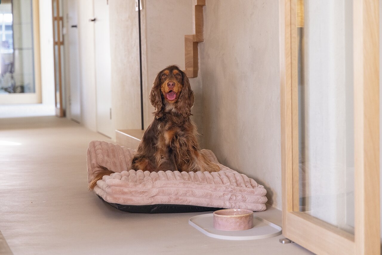 Designed by Lotte Hundekissen, für Hunde, weicher Bezug, Farbe beige, rechteckig, Maße ca. 80x60 cm, gemütlicher Liegeplatz.