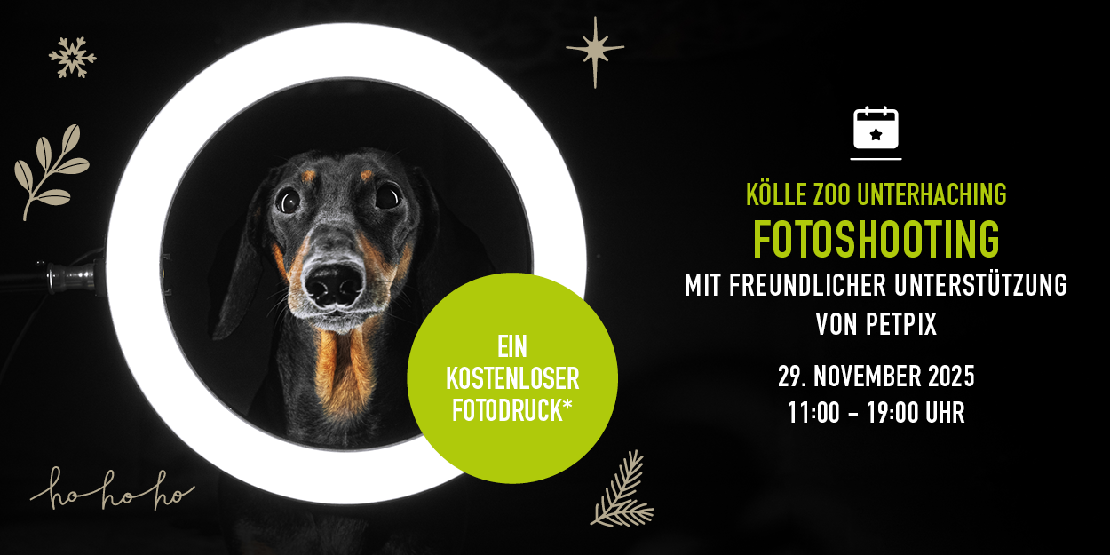 Hund schaut durch runden Lichtring, Infos zu Fotoshooting im Kölle Zoo Unterhaching am Gebirge am 29. November 2025.