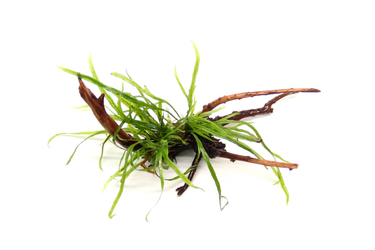 ALOHA Aquarienpflanze auf Holz, schmale grüne Blätter, Deko & Versteck f. Fische, ideal f. nat. Aquariumumgebung.