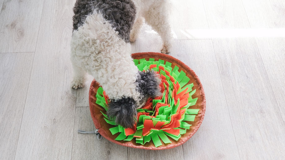 Hund mit Schnueffelteppich
