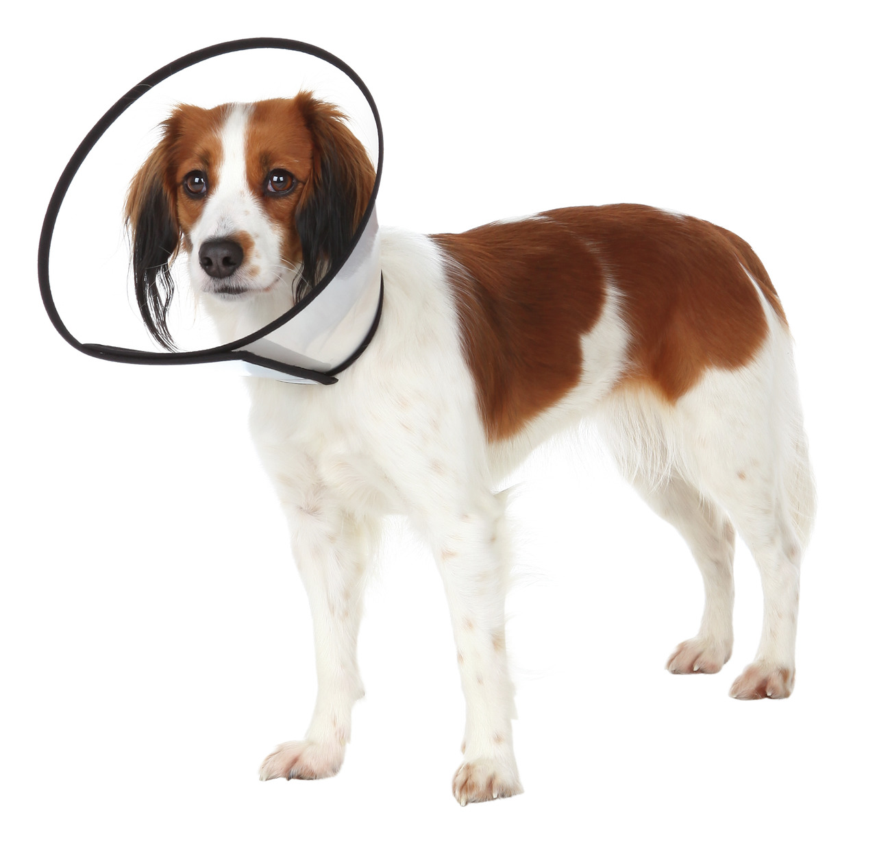 Ein mittelgroßer Hund mit braun-weißem Fell trägt einen TRIXIE Schutzkragen, der speziell für Hunde entwickelt wurde, um Verletzungen oder Wunden zu schützen. Der Schutzkragen ist leicht und flexibel, ideal für die Erholung nach Operationen. Zielgruppe: H