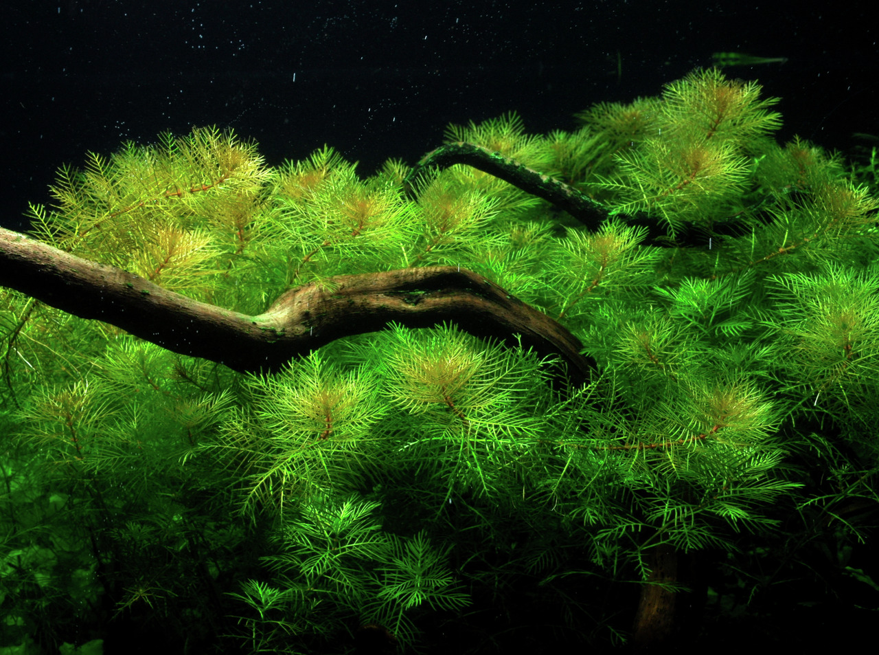 Tropica Ceratophyllum demersum, Hornkraut, für Süßwasseraquarien, sattgrüne nadelartige Blätter, ideal für Fische, dekorativ.