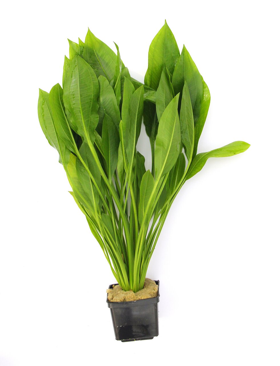 Das Bild zeigt eine grüne Wasserpflanze der Marke ALOHA, die in einem schwarzen Kunststofftopf mit Substrat präsentiert wird. Die Pflanze hat lange, schmale Blätter mit einer glatten Oberfläche und eignet sich ideal für Aquarien. Sie ist gesund und kräfti